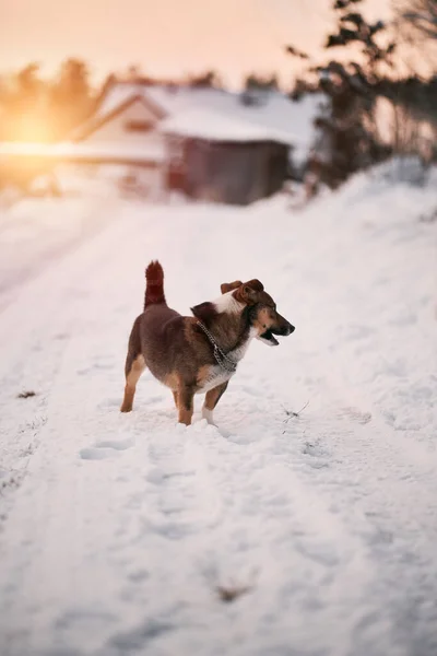Streunender Hund Winterpark Schönes Haustier Porträt Mit Schnee — Stockfoto