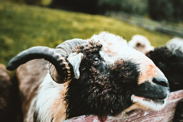 欧洲山区的家养绵羊的肖像 角弯曲的公山羊 — 图库照片