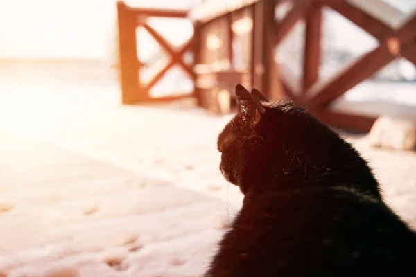 这只猫坐在屋外的木制平台上 上面覆盖着新近落下来的雪 黑家猫 — 图库照片