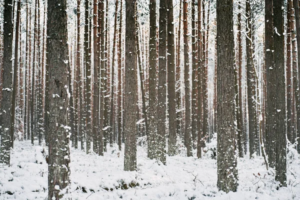 Zimowy Widok Las Koncepcja Naturalnej Świątecznej Krainy Czarów — Zdjęcie stockowe