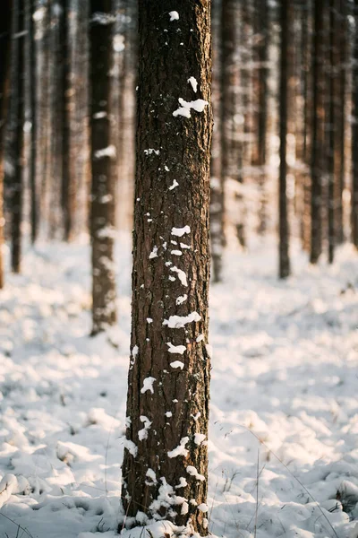 Magia Del Bosque Invierno Hay Gente Bosque Cubierto Nieve — Foto de Stock