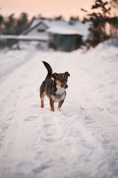 Ein Mittelgroßer Streunender Hund Steht Auf Der Schneebedeckten Straße Ein — Stockfoto