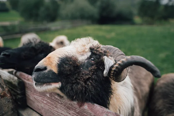 Retrato Uma Ovelha Doméstica Nas Montanhas Europeias Cabra Masculina Com — Fotografia de Stock