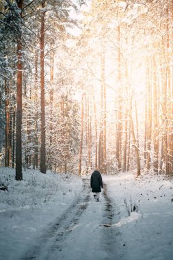 Kış ormanı manzaralı. Doğal Noel mevsimi harikalar diyarı kavramı.