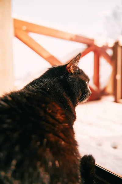 黒い猫が雪のテラスに座っている 冬に屋外で試しているホームペット — ストック写真