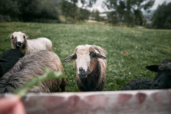 子羊農場 羊の群れを外に 農村生活と農業の概念 — ストック写真