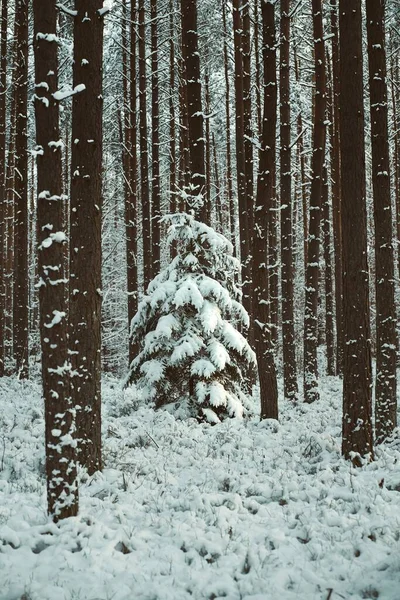 美丽的冬季全景 松树上覆盖着一层新雪 寒冷的夜晚 松树被雪覆盖着 — 图库照片