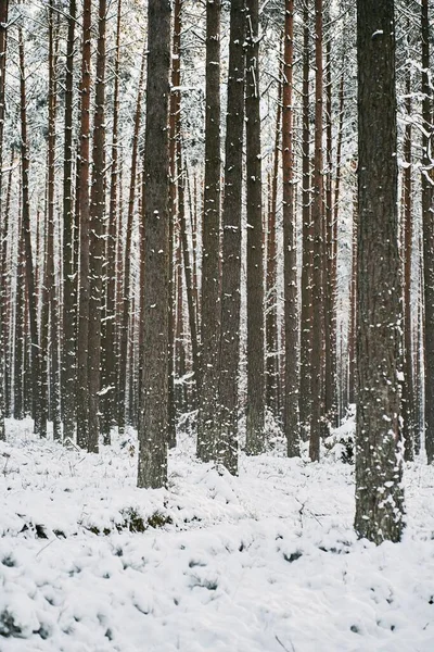 Campo Cubierto Nieve Granja Agrícola Durante Temporada Invierno — Foto de Stock
