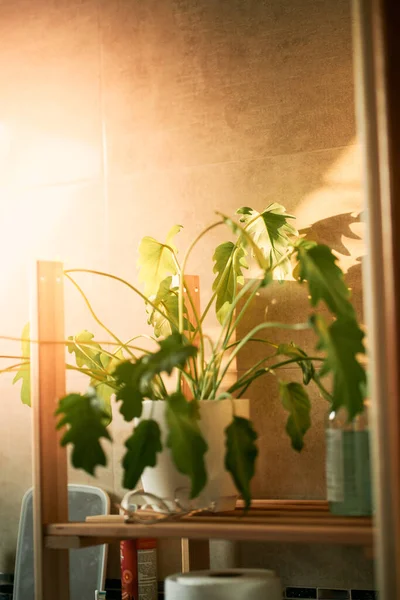 Philodendron Xanadu 家居装饰用鲜绿色稀有植物装饰 盆栽奇异的丛林中植物 室内城市丛林 — 图库照片