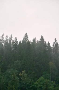 Dağ Ormanı Panoraması. Ormanın doğal arka planı.