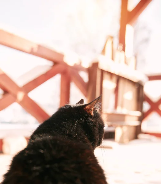Gato Mira Afuera Sentado Terraza Madera Cubierta Con Nieve Recién — Foto de Stock
