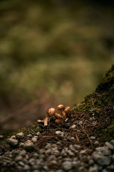 Nahaufnahme Des Pilzes Wald Flora Der Nördlichen Wälder — Stockfoto