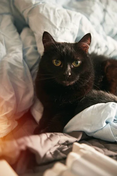 Gato Negro Acostado Cama —  Fotos de Stock