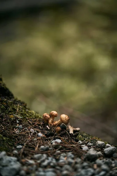 Pilze Aus Nächster Nähe Konzept Des Pilzesammelns Herbst — Stockfoto