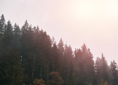 Mistik dağ ormanı. Ormanın yerel manzarası Zakopane, Tatra Dağları 'ndaki Moeskie Oko gölünün tepesinden iniyor..