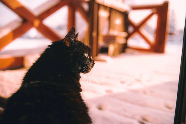 猫は家の近くの新鮮な雪で覆われた木製のテラスに座って外を見ています 黒国内ペット猫 — ストック写真