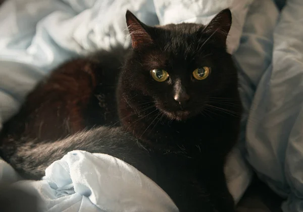 Чорний Кіт Лежить Ліжку — стокове фото