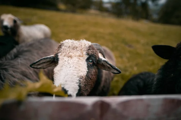 羊群站在牛群中的画像 Lambs农场 — 图库照片