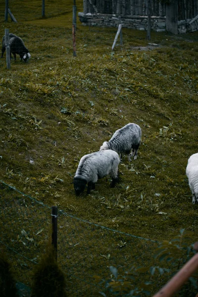 Gruppe Junger Schafe Frisst Gras Auf Einem Bauernhof — Stockfoto