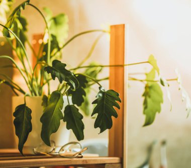 Saksıda egzotik orman bitkisi var. İçerideki şehir ormanı. Philodendron Xanadu. Taze ve yeşil nadir bitkilerle ev dekorasyonu..