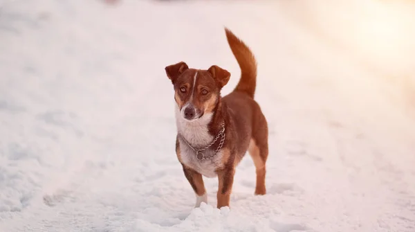 stock image Medium-sized stray dog standing on the snowy road. A happy dog in the forest looks into the camera