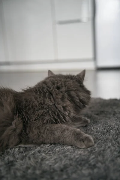 Back Cat Ears Pointed Indoor Shot Grey Cat — Fotografia de Stock