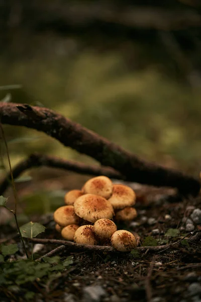 Mushrooms Close Concept Mushroom Picking Autumn — Stock Photo, Image