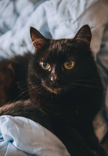 Domestic Cat Lies Bedsheet — Stock Photo, Image