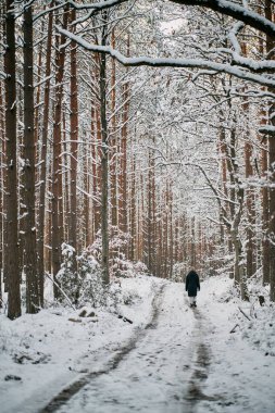 Kış ormanı, kar fırtınası sırasında karla kaplı bir sokak. Kış boyunca ormanda kırsal patika