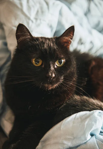 Zwarte Kat Liggend Het Bed — Stockfoto