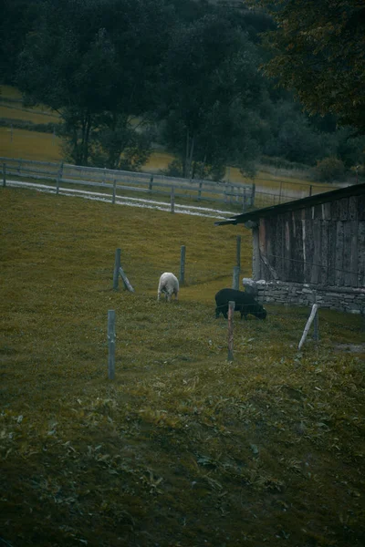 若い羊の群れが農場で草を食べる — ストック写真