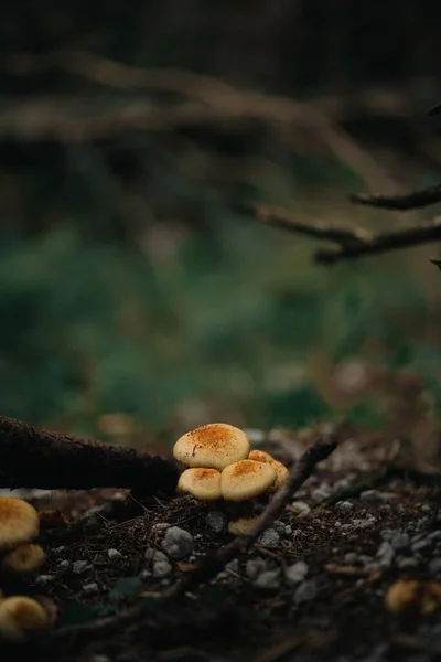 Cogumelos Que Crescem Árvore — Fotografia de Stock