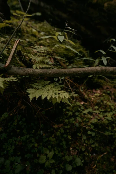 Φερν Φεύγει Στο Σκοτεινό Δάσος Φυσικό Υπόβαθρο Μακροεντολή Φύλλων Αγριόχορτου — Φωτογραφία Αρχείου