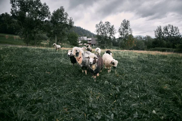 Bonito Carrinho Ovelhas Grama Verde Área Montanha Ovelhas Comendo Grama — Fotografia de Stock