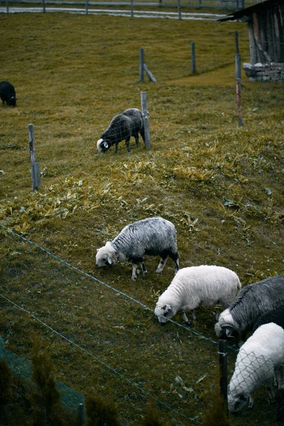 Porträt Eines Schafes Das Gras Auf Einer Weide Frisst Viehzucht — Stockfoto