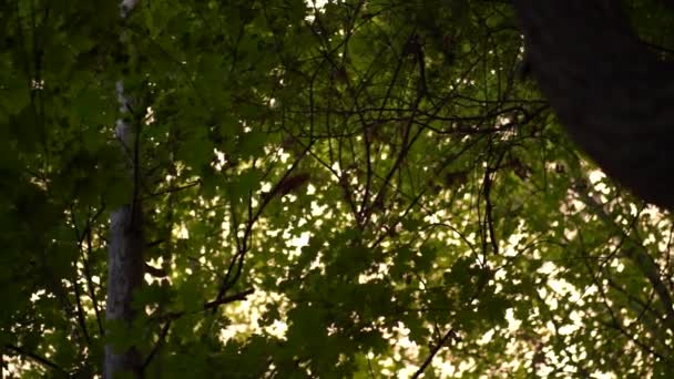 松鼠慢动作地跳到树枝顶上 夕阳西下在树林里 — 图库视频影像