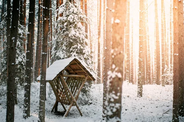 Diervoeder Het Besneeuwde Bos Voederstation Wilde Landelijke Winterbossen — Stockfoto