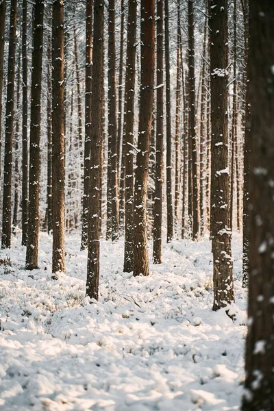 Vista Del Ángulo Del Bosque Invierno Concepto Navidad Natural Temporada — Foto de Stock