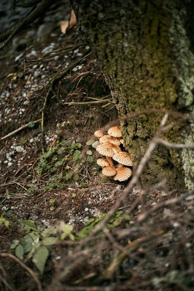 Pilze Aus Nächster Nähe Konzept Des Pilzesammelns Herbst — Stockfoto