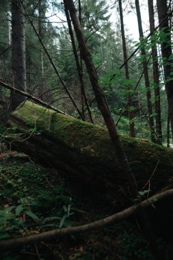 Mistik dağ ormanı. Ormanın yerel manzarası Zakopane, Tatra Dağları 'ndaki Moeskie Oko gölünün tepesinden iniyor..