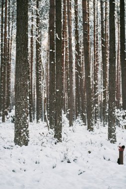 Kış ormanı, kar fırtınası sırasında karla kaplı bir sokak. Kış boyunca ormanda kırsal patika