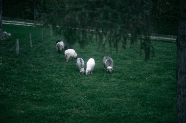 Otlağa koyun asmak. Seyreden bir koyun sürüsü.
