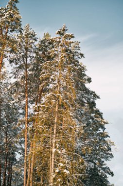Kış ormanı manzaralı. Doğal Noel mevsimi harikalar diyarı kavramı.