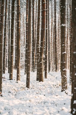 Kış ormanı, kar fırtınası sırasında karla kaplı bir sokak. Kış boyunca ormanda kırsal patika