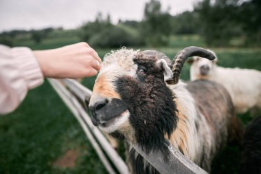 Çayırda ot yiyen bir koyunun portresi. Kırsal bölgedeki çiftlik hayvanları.