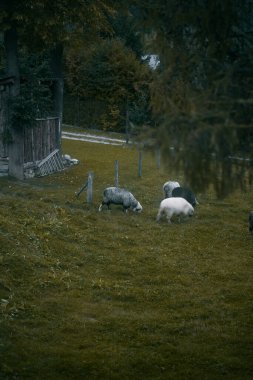 Çayırda ot yiyen bir koyunun portresi. Kırsal bölgedeki çiftlik hayvanları.