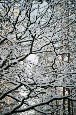 Kış ormanının büyüsü. Karla kaplı kırsal ormanda kimse yok..