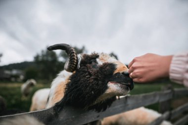 Bir el uzanıyor ve bir koyunun yanağını okşuyor. İnsanların konsepti, hayvanat bahçesinde hayvan beslemektir. Çiftlikteki koyunlar.