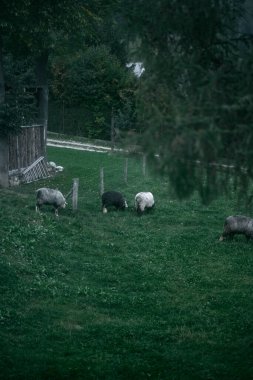 Çiftlikte ot yiyen bir grup genç koyun.