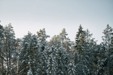 Kış ormanı manzaralı. Doğal Noel mevsimi harikalar diyarı kavramı.